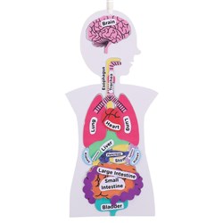 Foam Human Body Diagram CleverKit